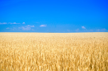 Field of wheat.