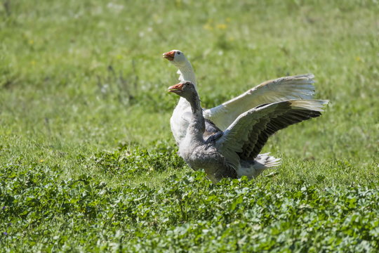 Oche arrabbiate