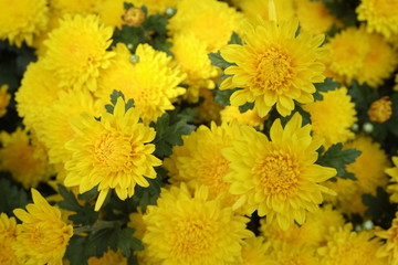 Beautiful yellow daisy flowers