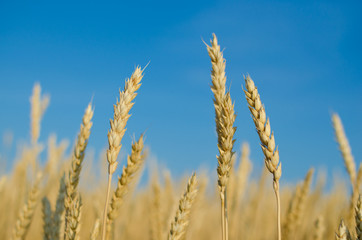 Wheat against the blue sky.