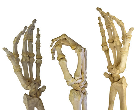 three human hands skeletons on white