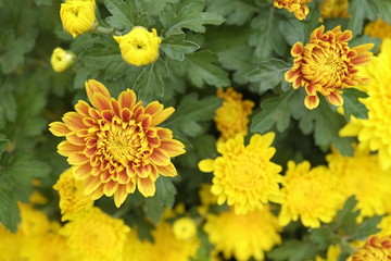 Beautiful yellow daisy flowers in spring, The 23/9 park, Ho Chi Minh city, Vietnam