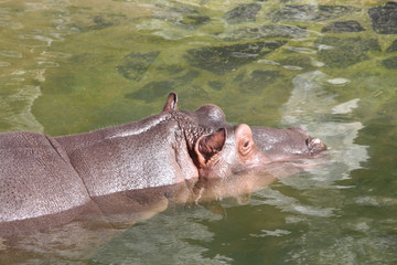 hippopotame 19082016