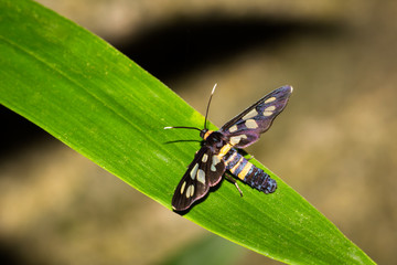 This is a photo of one kind of moth, was taken in XiaMen botanical garden, China.