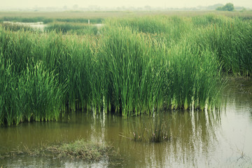 Obraz premium bulrush in the swamp
