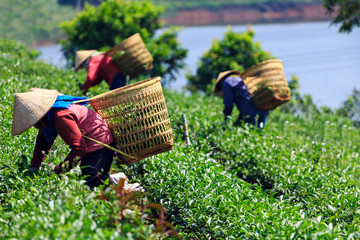 Women with conical hat and bamboo basket are harvesting tea leaf in Bao Loc, Lam Dong, Vietnam