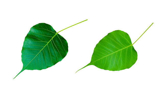 22,287 Banyan Leaf Images, Stock Photos, 3D objects, & Vectors |  Shutterstock