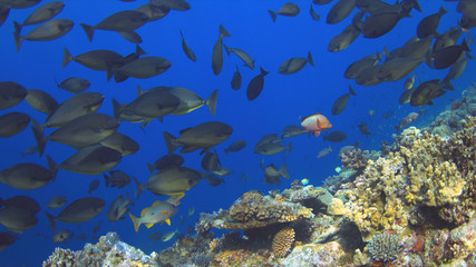 Obraz premium A school of Unicornfish swimming on a coral reef.