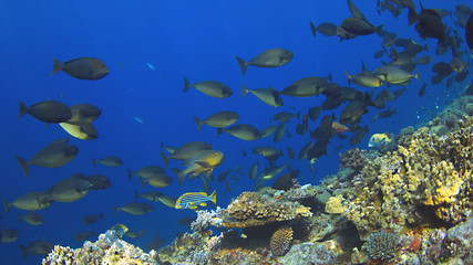 Obraz na płótnie Canvas A school of Unicornfish swimming on a coral reef.