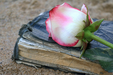 Pink rose laying on top of an old book on beach sand.
