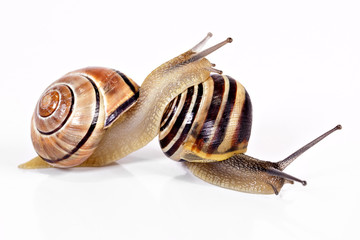 Snail (cepaea nemoralis)