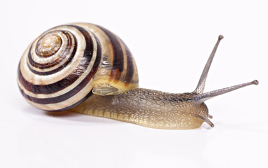 Snail (cepaea nemoralis)