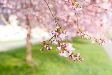 Sakura tree flowers