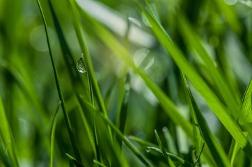 morning dew sitting on the grass