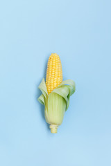 Fresh corn on the cob on a blue background overhead shot