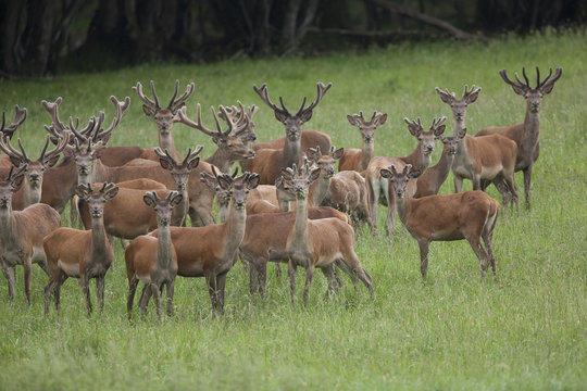 cerf cervid&eacute; chasse gibier harde troupeau bois velours champ 