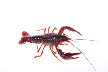 Crawfish, white background, close-up