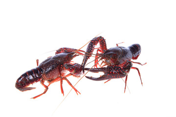 Crawfish