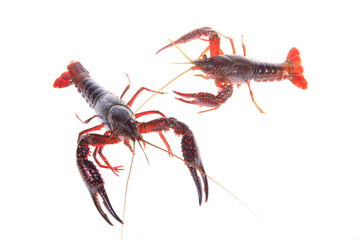 Crawfish