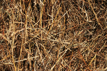 Close view of a stack of straw for a background