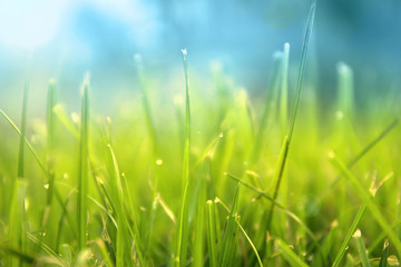 Grass. Fresh green spring grass with dew drops closeup. Sun. Soft Focus. Abstract Nature Background