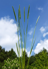 Wiesen-Kammgras, Kammgras, Cynosurus, cristatus