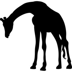 black silhouette of a giraffe. isolated vector illustration 