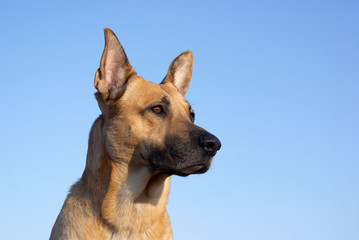Portrait eines beige braunen Hundes bei blauem Himmel.