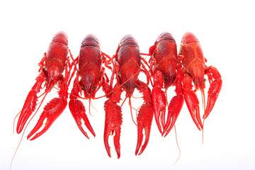 Crawfish, white background, close-up