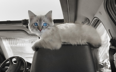 Cat sits in car on passenger sitting