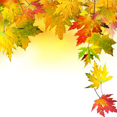 Glück, Freude, Goldener Herbst: Fallende, bunte Blätter vor weißem Hintergrund :)