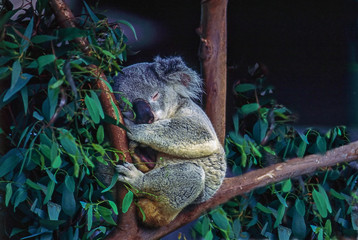 Koala © Julius Fekete