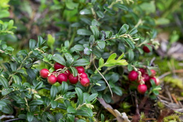 Bush of a red cranberry in the wood
