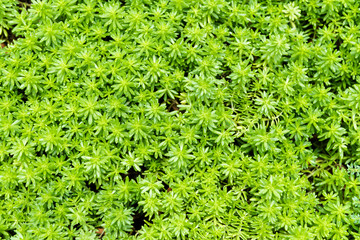 Green plant with small leaves