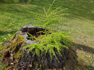 Laerchensproessling, Laerche; Larix, decidua; Sproessling