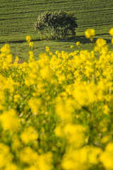 Obraz premium Orciano Pisano, Tuscany, Italy, landscape