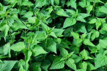 wild nettle