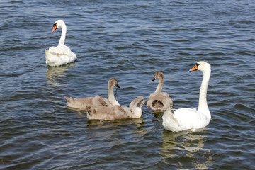 Family of swans