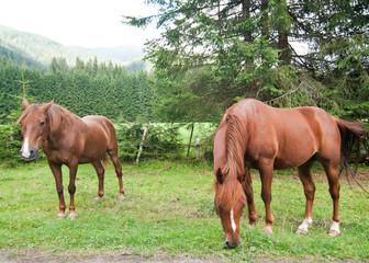 Grazing Animals on Dolomites Meadows, Italy