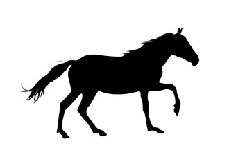 Fototapeta na wymiar Silhouette of vector horse