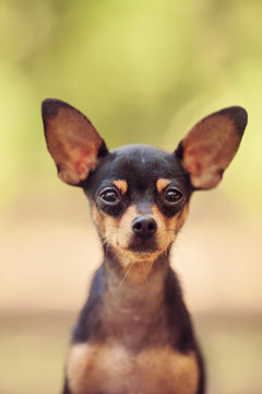 One beautiful small russian toy terrier dog outdoors on summer sunny day