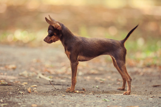 One beautiful small russian toy terrier dog outdoors on summer sunny day