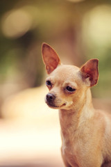 One beautiful small russian toy terrier dog outdoors on summer sunny day