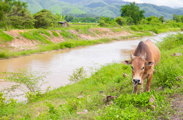 Thai cow eating fresh grass near river with mountain view behind