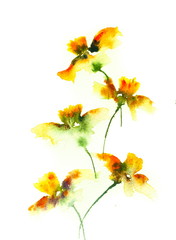 Yellow wild flowers on white, watercolor painting