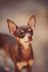 One beautiful small russian toy terrier dog outdoors on summer sunny day