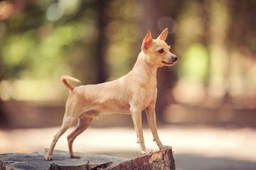 One beautiful small russian toy terrier dog outdoors on summer sunny day
