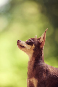 One beautiful small russian toy terrier dog outdoors on summer sunny day