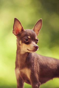 One beautiful small russian toy terrier dog outdoors on summer sunny day