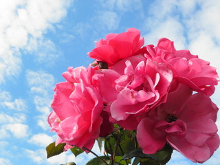 Róże © fotograf111